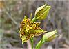 Thelymitra benthamiana - Blotched Sun Orchid.jpg